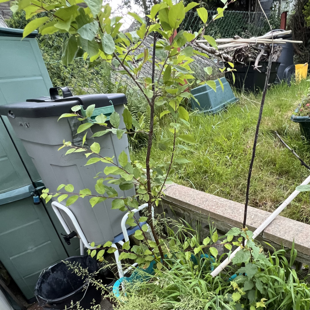 Damson spindle with lower growth around the root, next to it's sister tree